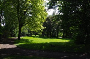 bomen cremerstraat 3