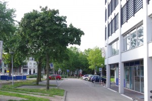 bomen paardenveld